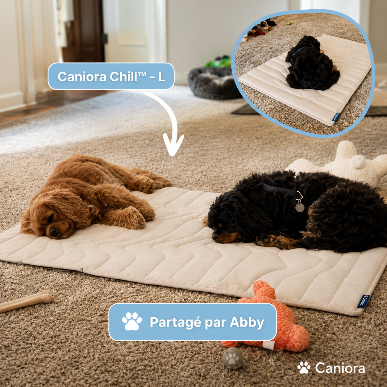 CanioraChill™ - Le tapis rafraîchissant innovant pour chiens