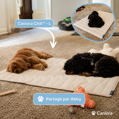 CanioraChill™ - Le tapis rafraîchissant innovant pour chiens