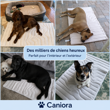 CanioraChill™ - Le tapis rafraîchissant innovant pour chiens
